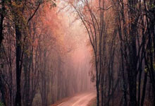 开云体育app-索伯车队横扫哈斯车队，汉密尔顿状态火热