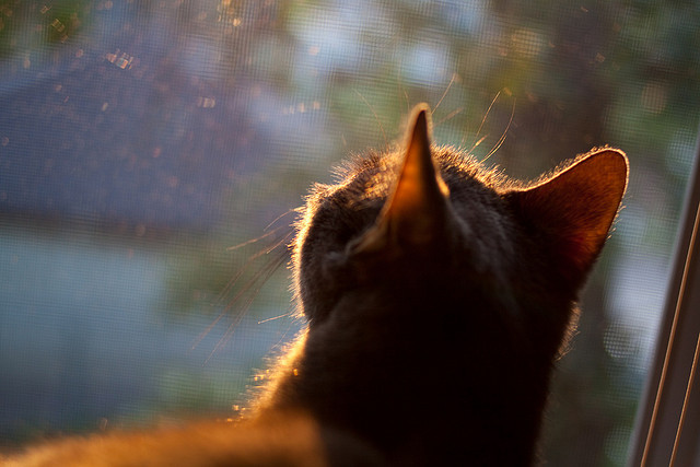 贝林厄姆时刻，当英格兰天才导演比赛走向，伊朗与哥斯达黎加沦为背景板
