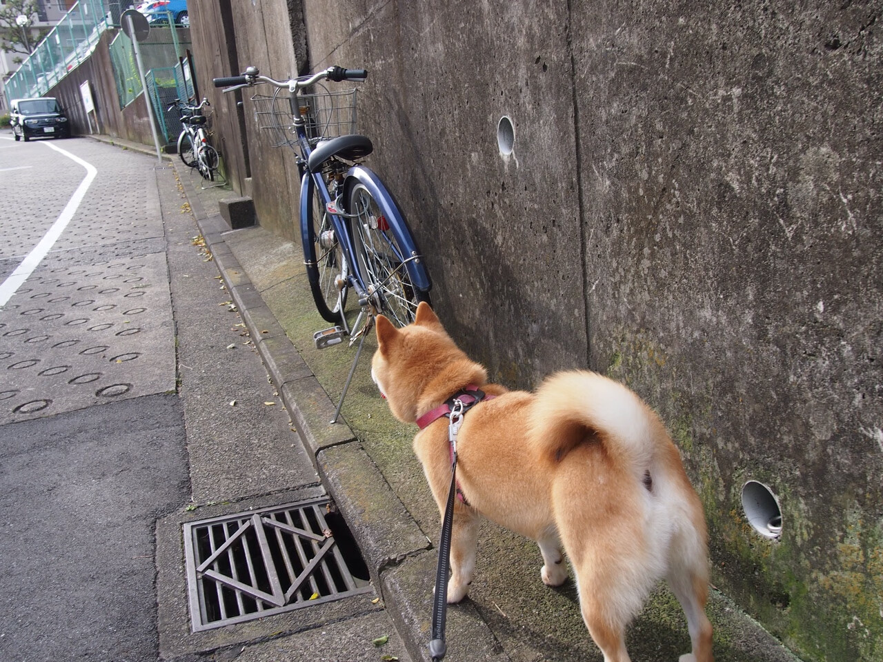 单节狂轰40分！新疆队逆天改命，西亚卡姆，这就是超级巨星的定义！