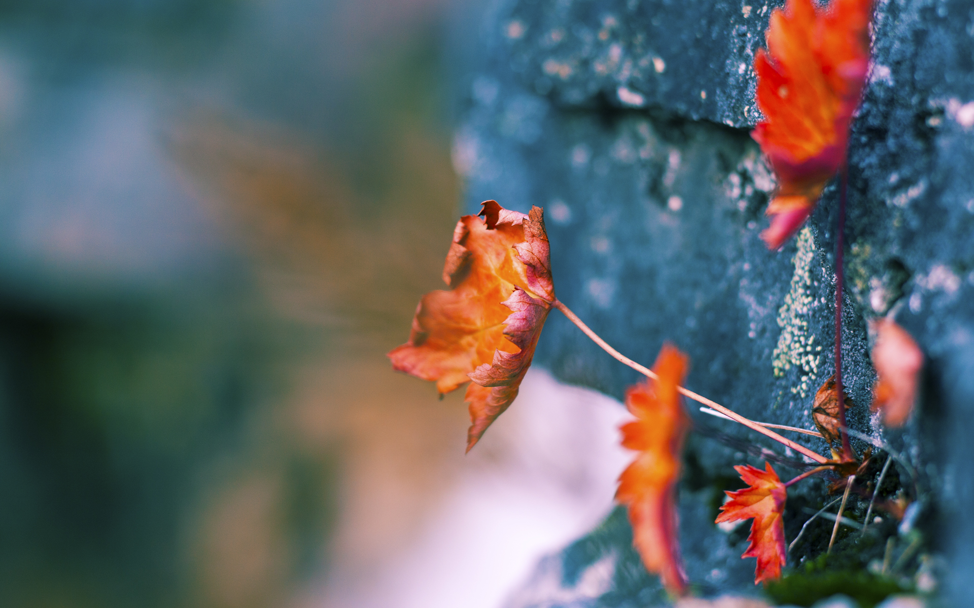 当雄鹿亮出关键先生底牌，尼克斯才明白什么叫致命武器